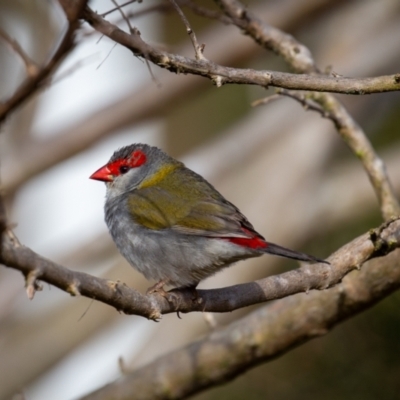 Neochmia temporalis (Red-browed Finch) at Wallaroo, NSW - 22 Aug 2024 by Jek