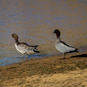 Chenonetta jubata at Wallaroo, NSW - 22 Aug 2024 04:09 PM