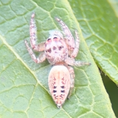 Opisthoncus grassator (Jumping spider) at Ainslie, ACT - 25 Aug 2024 by Hejor1