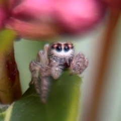 Opisthoncus grassator at Ainslie, ACT - 25 Aug 2024