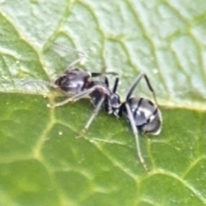 Iridomyrmex sp. (genus) at Ainslie, ACT - 25 Aug 2024