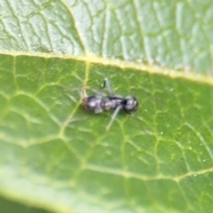 Iridomyrmex sp. (genus) at Ainslie, ACT - 25 Aug 2024