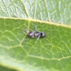 Iridomyrmex sp. (genus) at Ainslie, ACT - 25 Aug 2024