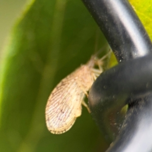 Hemerobiidae sp. (family) at Ainslie, ACT - 25 Aug 2024