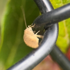 Hemerobiidae sp. (family) at Ainslie, ACT - 25 Aug 2024