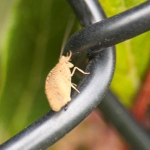 Hemerobiidae sp. (family) at Ainslie, ACT - 25 Aug 2024