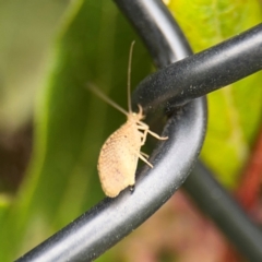 Hemerobiidae sp. (family) at Ainslie, ACT - 25 Aug 2024