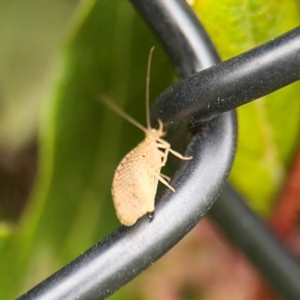 Hemerobiidae sp. (family) at Ainslie, ACT - 25 Aug 2024