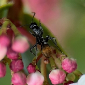 Camponotus aeneopilosus at Ainslie, ACT - 25 Aug 2024