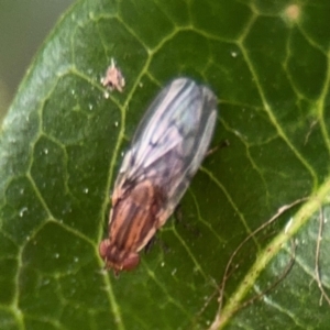 Cnemospathidinae sp. (Sub-family) at Ainslie, ACT - 25 Aug 2024