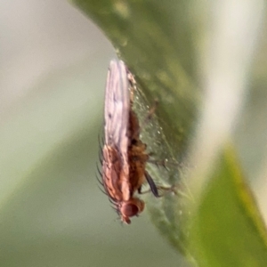 Cnemospathidinae sp. (Sub-family) at Ainslie, ACT - 25 Aug 2024