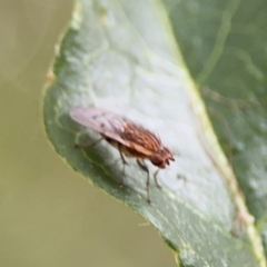 Cnemospathidinae sp. (Sub-family) at Ainslie, ACT - 25 Aug 2024 12:24 PM