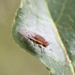 Cnemospathidinae sp. (Sub-family) at Ainslie, ACT - 25 Aug 2024