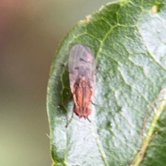 Cnemospathidinae sp. (Sub-family) at Ainslie, ACT - 25 Aug 2024