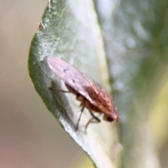 Cnemospathidinae sp. (Sub-family) at Ainslie, ACT - 25 Aug 2024