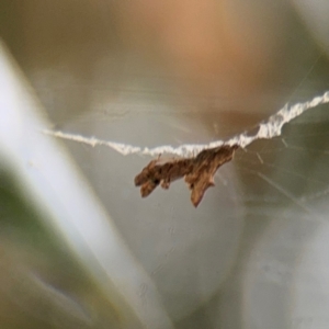 Philoponella congregabilis at Ainslie, ACT - 25 Aug 2024