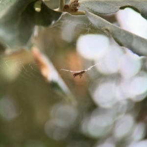 Philoponella congregabilis at Ainslie, ACT - 25 Aug 2024 12:24 PM