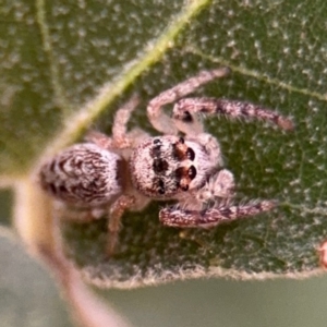 Opisthoncus grassator at Ainslie, ACT - 25 Aug 2024