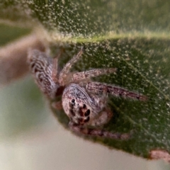 Opisthoncus grassator at Ainslie, ACT - 25 Aug 2024