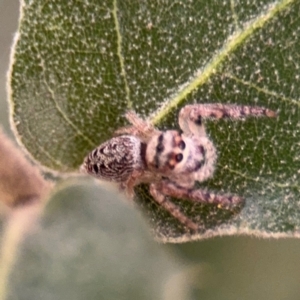 Opisthoncus grassator at Ainslie, ACT - 25 Aug 2024