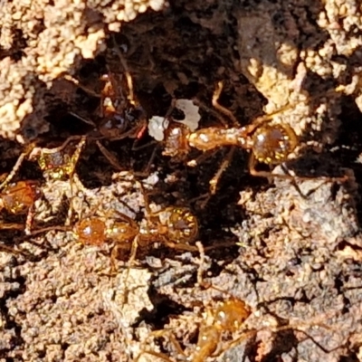 Aphaenogaster longiceps (Funnel ant) at Kingsdale, NSW - 27 Aug 2024 by trevorpreston