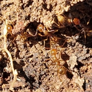 Aphaenogaster longiceps at Kingsdale, NSW - 27 Aug 2024