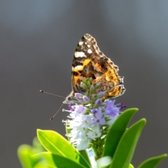 Vanessa kershawi (Australian Painted Lady) at Wallaroo, NSW - 22 Aug 2024 by Jek