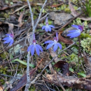 Cyanicula caerulea at Kingsdale, NSW - 27 Aug 2024