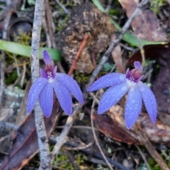 Cyanicula caerulea at Kingsdale, NSW - 27 Aug 2024