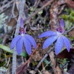 Cyanicula caerulea at Kingsdale, NSW - 27 Aug 2024