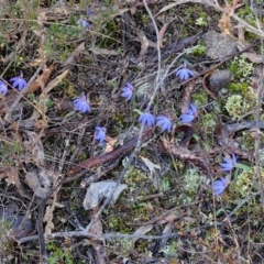 Cyanicula caerulea at Kingsdale, NSW - 27 Aug 2024