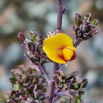 Pultenaea microphylla (Egg and Bacon Pea) at Kingsdale, NSW - 26 Aug 2024 by trevorpreston