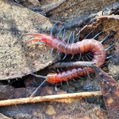 Cormocephalus sp.(genus) (Scolopendrid Centipede) at Kingsdale, NSW - 26 Aug 2024 by trevorpreston