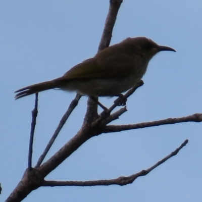 Lichmera indistincta (Brown Honeyeater) at Yuraygir, NSW - 27 Aug 2024 by lbradley