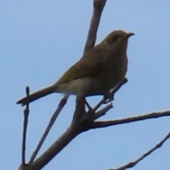 Lichmera indistincta at Yuraygir, NSW - 27 Aug 2024 08:04 AM