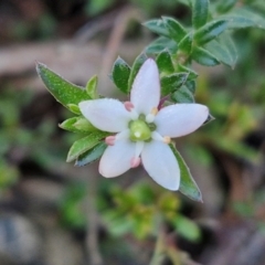 Rhytidosporum procumbens (White Marianth) at Kingsdale, NSW - 27 Aug 2024 by trevorpreston