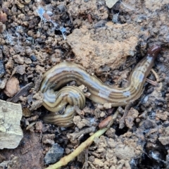 Fletchamia quinquelineata (Five-striped flatworm) at Kingsdale, NSW - 27 Aug 2024 by trevorpreston