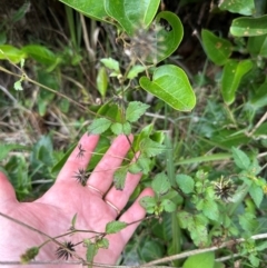 Bidens pilosa (Cobbler's Pegs, Farmer's Friend) at Yuraygir, NSW - 27 Aug 2024 by lbradley
