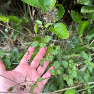 Bidens pilosa at Yuraygir, NSW - 27 Aug 2024 09:13 AM