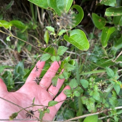 Bidens pilosa at Yuraygir, NSW - 26 Aug 2024 by lbradley