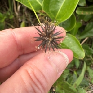 Bidens pilosa at Yuraygir, NSW - 27 Aug 2024 09:13 AM