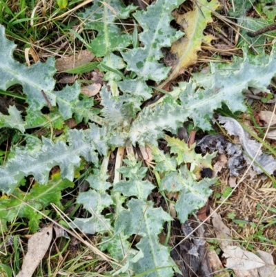 Onopordum acanthium (Scotch Thistle) at Watson, ACT - 19 Aug 2024 by waltraud