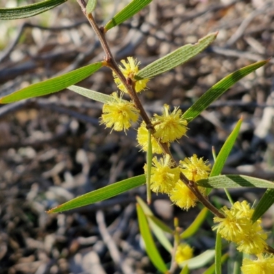 Acacia lanigera var. lanigera (Woolly Wattle, Hairy Wattle) at Kingsdale, NSW - 26 Aug 2024 by trevorpreston