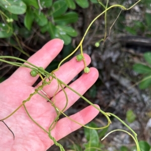 Cassytha filiformis at Yuraygir, NSW - 27 Aug 2024 09:09 AM