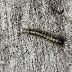 Anestia (genus) (A tiger moth) at Kingsdale, NSW - 27 Aug 2024 by trevorpreston