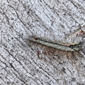 Anestia (genus) at Kingsdale, NSW - 27 Aug 2024 08:22 AM