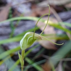 Pterostylis pedoglossa (Prawn Greenhood) at Vincentia, NSW - 16 Apr 2024 by RobG1