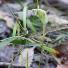 Pterostylis pedoglossa at Vincentia, NSW - suppressed