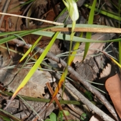 Pterostylis pedoglossa at Vincentia, NSW - suppressed