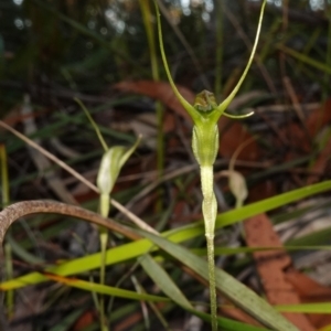 Pterostylis pedoglossa at Vincentia, NSW - suppressed